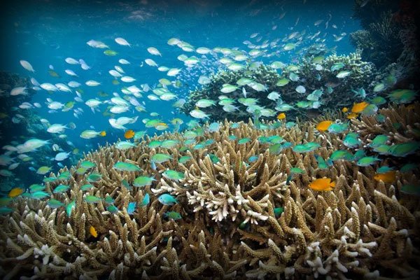 Pulau Tabuhan Dan Menjangan Surga Bawah Laut Antara Bali Dan