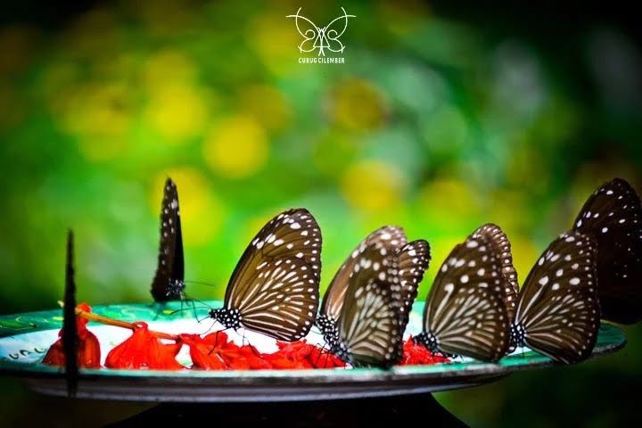 Kupu-kupu curug cilember