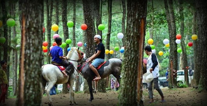 berkuda hutan pinus songgon