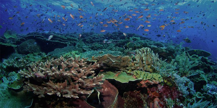 bawah laut taman nasional komodo
