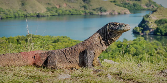 reptil taman nasional komodo