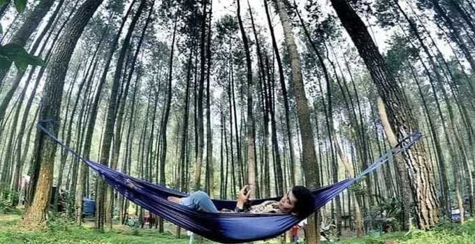 menyatu dengan alam hutan pinus songgon