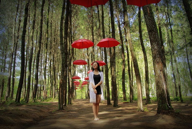 payung hutan pinus songgon