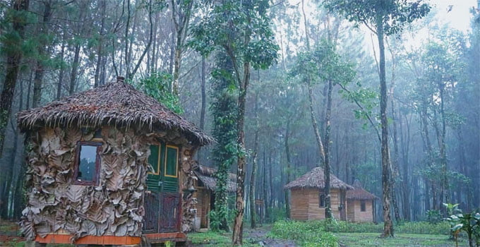 rumah semut hutan pinus songgon